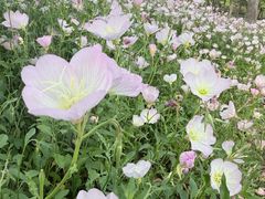 -苏州上方山国家森林公园
