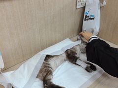 -北京观赏动物医院·24小时大型综合·猫专科·异宠专科