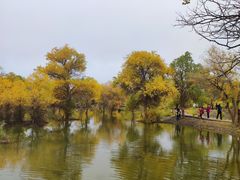 -金塔沙漠胡杨林景区