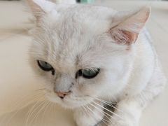 -怪兽屋·羊驼·猫咖·狗咖(俊华广场店)