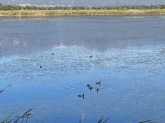 -野鸭湖国家湿地公园