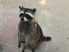 -石家庄市动物园