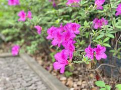 -上海佘山国家森林公园天马山园