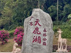 -天鹿湖森林公园