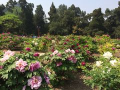 景山公园-景山公园