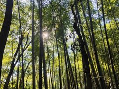 -上海佘山国家森林公园天马山园