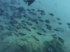 -亚龙湾海底世界