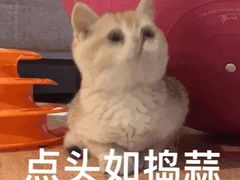 -HONGA HONGA雄家(曹路店)