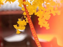 -上海青龙寺