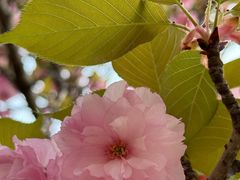 -石家庄市植物园