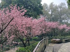 -南山植物园