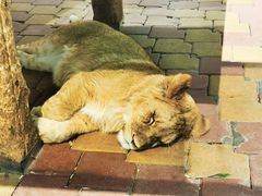 -大连森林动物园