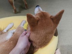 -逗柴咖啡屋·狗咖猫咖宠物桌游