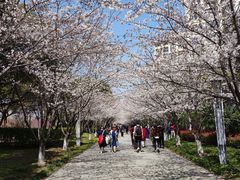 -高东镇樱花园