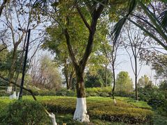 -重庆彩云湖湿地公园
