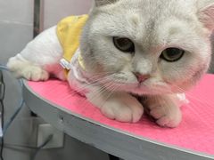 -宠福鑫康馨动物医院·骨科·眼科