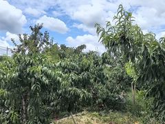 -老袁家蜜桃农场·阳山水蜜桃