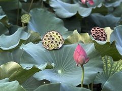 -西湖游船