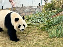 -上海野生动物园