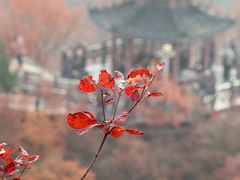 -狼牙山风景区