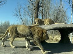 -北京野生动物园