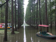 -渌洋湖湿地公园