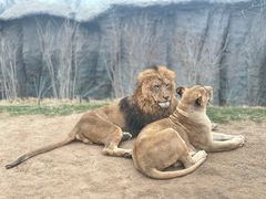 -北京野生动物园