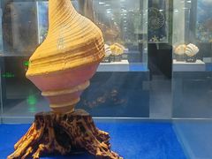 -贝壳王国博物馆