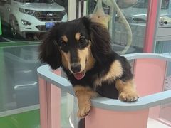 -FAELING PETS美天灵宠物(合生汇店)