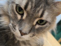 -楼上猫咖(罗湖店)