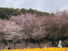 -苏州上方山国家森林公园