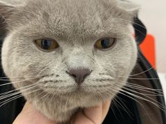 -伟伟宠物医院·瑞派猫友好医院·猫科(光谷店)
