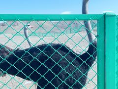 -新疆天山野生动物园