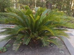 -哈尔滨文化公园