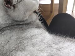-李小姐の猫咖啡馆(五角场店)
