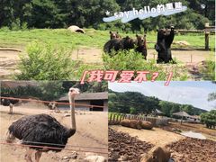 -沈阳森林动物园