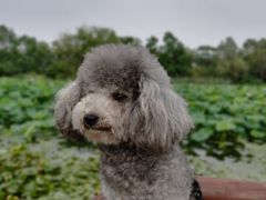 -长兴太湖图影湿地文化园