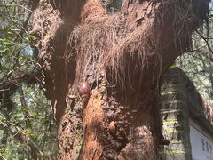 -北海金海湾红树林生态旅游区