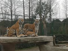 -上海野生动物园老虎餐厅