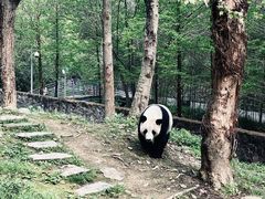 -都江堰中华大熊猫苑