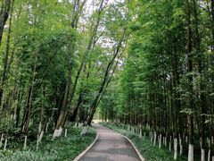 -桤木河湿地公园