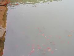 -黄花溪