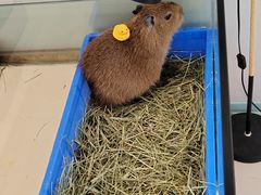 -怪兽屋·羊驼·猫咖·狗咖(俊华广场店)