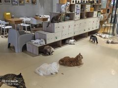 -藏猫猫咖啡主题馆(中央大道店)