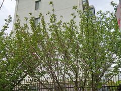 -高东镇樱花园