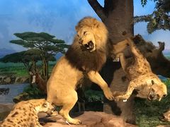 -国家自然博物馆