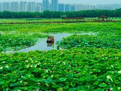 -荷塘月色湿地公园·向阳花洲