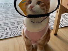 -伟伟宠物医院·瑞派猫友好医院·猫科(光谷店)