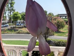 -洪湖生态旅游区