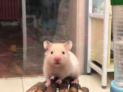 -钓仓鼠(洋桥北里小区店)